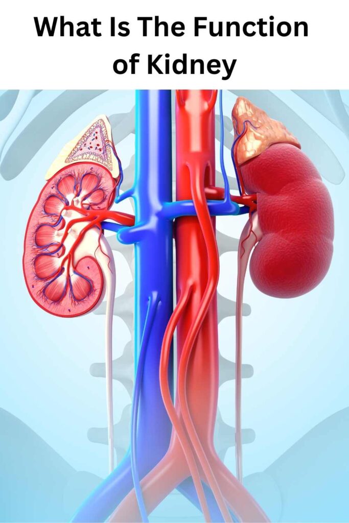 Function Of Kidney - Kidney In Hindi